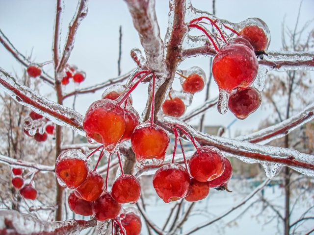 Наледь возникает, когда переохлажденные капли воды мгновенно замерзают на ветвях, слой за слоем заковывая растение в плотный ледяной панцирь, толщина которого зависит от влажности и ветра.