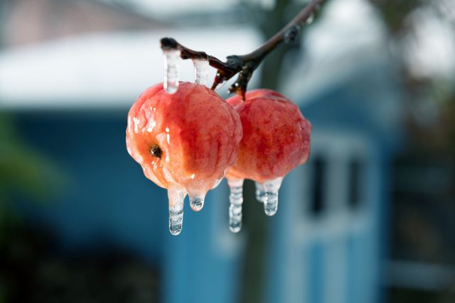 Часто лучшее, что можно сделать, – это ничего не делать. Главное – предотвратить дальнейшее ухудшение ситуации. Не пытайтесь убрать лед с растений и веток во избежание повреждений. Пусть он растает сам.