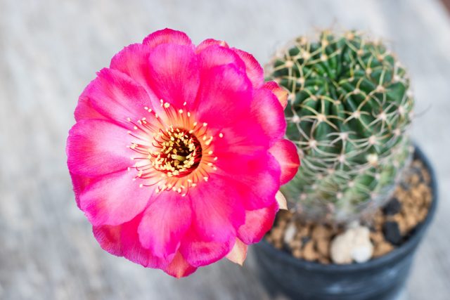 Финал долгого ожидания. От крошечного пушка в ареоле до такого роскошного цветка может пройти больше месяца. Сама красота мимолётна — многие виды цветут всего сутки, поэтому не пропустите момент и не тревожьте растение, когда бутон уже готов раскрыться.