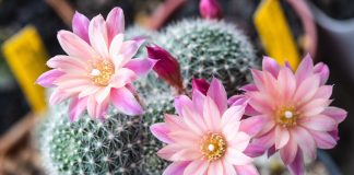 Как ухаживать за кактусом, чтобы он зацвёл? Все секреты