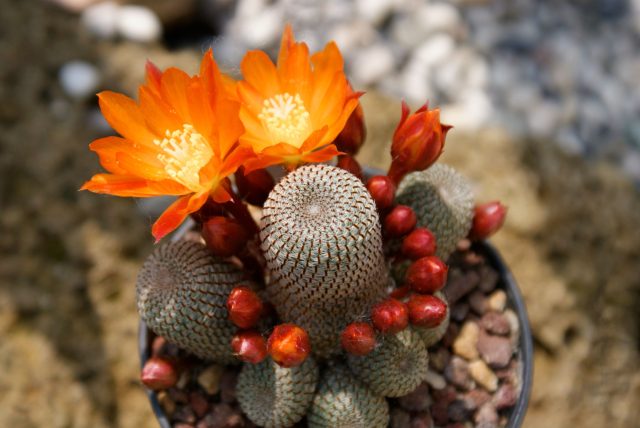 Кактусы любят тесноту. Посмотрите, как плотно сидит эта семейка: корни заполнили весь объём, и растение переключилось с роста на размножение. В просторном горшке этот кактус тратил бы силы на новые корни, а здесь он вынужден выпускать десятки ярких бутонов.