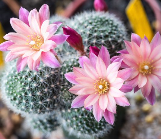 Как ухаживать за кактусом, чтобы он зацвёл? Все секреты