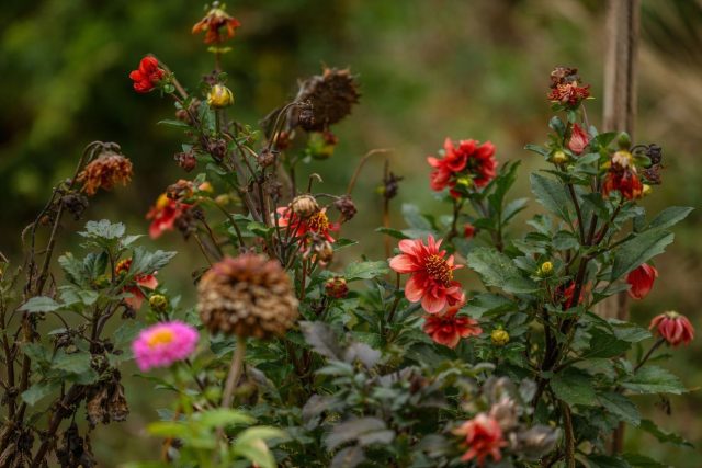 Удаление отцветших соцветий продлевает цветение георгин до самых заморозков. Увядшие цветки срезают вместе с частью стебля до первой пары листьев. Это не даёт растению тратить силы на семена и стимулирует образование новых бутонов. Удаление отцветших соцветий продлевает цветение георгин до самых заморозков. Увядшие цветки срезают вместе с частью стебля до первой пары листьев. Это не даёт растению тратить силы на семена и стимулирует образование новых бутонов.