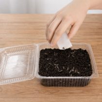 Шаг 1. Сделайте на поверхности грунта бороздки глубиной около 0,5 см с расстоянием 3–4 см. Разложите семена через 2–3 см, не загущая посевы. Шаг 1. Сделайте на поверхности грунта бороздки глубиной около 0,5 см с расстоянием 3–4 см. Разложите семена через 2–3 см, не загущая посевы.