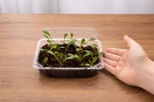 После всходов главное — свет. При его нехватке сеянцы вытягиваются за сутки. Контейнер ставят на самое светлое окно или включают досветку на 12–14 часов. Полив осторожный, только после подсыхания грунта. Температуру снижают до +16–18 °C днём и +14–15 °C ночью — в жаре рассада вытягивается даже при хорошем освещении. После всходов главное — свет. При его нехватке сеянцы вытягиваются за сутки. Контейнер ставят на самое светлое окно или включают досветку на 12–14 часов. Полив осторожный, только после подсыхания грунта. Температуру снижают до +16–18 °C днём и +14–15 °C ночью — в жаре рассада вытягивается даже при хорошем освещении.