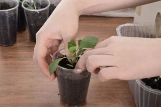 Пикировать георгины начинают при появлении двух настоящих листочков — обычно через 2–3 недели после всходов. За 1–2 часа рассаду поливают. Готовят стаканчики 200–300 мл с дренажными отверстиями и тем же грунтом, что при посеве. Пикировать георгины начинают при появлении двух настоящих листочков — обычно через 2–3 недели после всходов. За 1–2 часа рассаду поливают. Готовят стаканчики 200–300 мл с дренажными отверстиями и тем же грунтом, что при посеве.