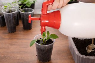 Сеянец аккуратно поддевают ложкой или палочкой, удерживая за листья или ком земли. Корень размещают в лунке и присыпают почвой, заглубляя до семядолей. После пикировки поливают и убирают на пару дней в место с рассеянным светом. Сеянец аккуратно поддевают ложкой или палочкой, удерживая за листья или ком земли. Корень размещают в лунке и присыпают почвой, заглубляя до семядолей. После пикировки поливают и убирают на пару дней в место с рассеянным светом.