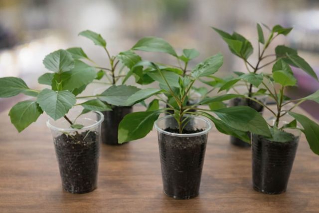 Высаживать георгины можно после окончания заморозков, когда почва прогреется до +12–15 °C. Выбирайте солнечное, защищённое от ветра место с рыхлой плодородной почвой. После посадки хорошо полейте и первые 7–10 дней поддерживайте умеренную влажность. Высаживать георгины можно после окончания заморозков, когда почва прогреется до +12–15 °C. Выбирайте солнечное, защищённое от ветра место с рыхлой плодородной почвой. После посадки хорошо полейте и первые 7–10 дней поддерживайте умеренную влажность.