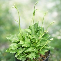 «Коди» (Hosta ‘Cody’)