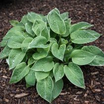 «Дью Дроп» (Hosta ‘Dew Drop’)