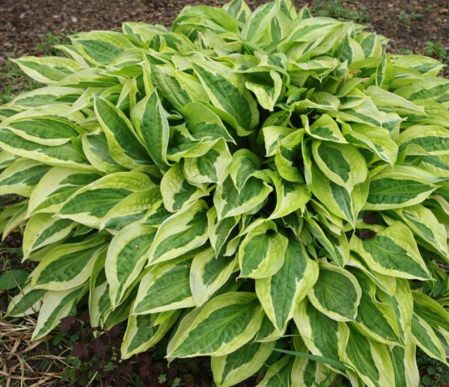 Хоста «Хэнки Пэнки» (Hosta ‘Hanky Panky’)