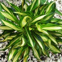 «Лейксайд Литтл Тафт» (Hosta ‘Lakeside Little Tuft’)