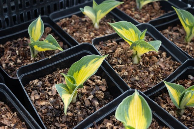 Хосты чаще всего размножают делением куста — это самый быстрый и надёжный способ получить взрослое растение. Семенной вариант возможен, но требует терпения: сеянцы растут медленно и не всегда повторяют сорт.