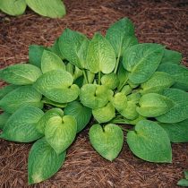 «Лейксайд Лепрекон» (Hosta ‘Lakeside Leprechaun’)