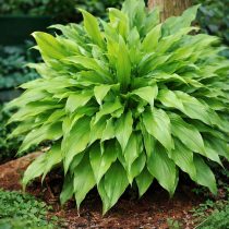 «Битси Грин» (Hosta ‘Bitsy Green’)