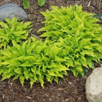 «Лемон Лайм» (Hosta ‘Lemon Lime’)