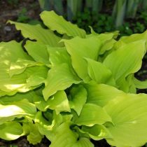 «Голд Дроп» (Hosta ‘Gold Drop’)