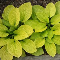 «Мауи Баттеркапс» (Hosta ‘Maui Buttercups’)