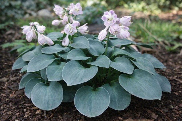 «Блу Маус Иэрс» (Hosta ‘Blue Mouse Ears’)