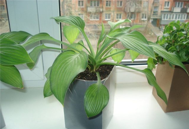 Хоста предпочитает рассеянный свет и умеренное тепло. Прямое солнце опасно не только для листьев, но и для корней, особенно если тёмный горшок сильно нагревается.