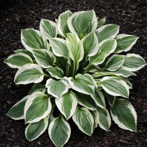 «Креп Сюзетт» (Hosta ‘Crepe Suzette’)