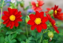 Как вырастить однолетние георгины из семян — от посева до цветения