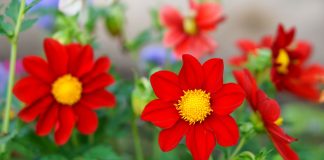 Как вырастить однолетние георгины из семян — от посева до цветения - Лучшее Как вырастить однолетние георгины из семян — от посева до цветения