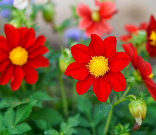 Как вырастить однолетние георгины из семян — от посева до цветения