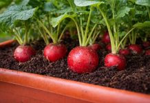 Как вырастить редис на подоконнике — простой и быстрый урожай