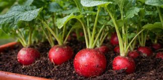 Как вырастить редис на подоконнике — простой и быстрый урожай