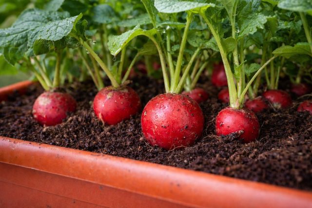 Как вырастить редис на подоконнике — самый простой способ