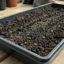 Шаг 1: Насыпаю грунт в контейнер, не доходя 2-3 см до края. Делаю бороздки глубиной 1-2 см и раскладываю семена с интервалом 5-7 см.