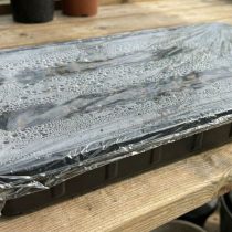 Шаг 2: Присыпаю землёй, слегка прижимаю пальцами. Увлажняю из пульверизатора. Накрываю плёнкой или обычным пакетом 