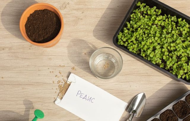 Раньше я мучила семена редиса марганцовкой и закалкой, но поняла: всё проще. Теперь делаю только отбраковку — заливаю водой на 10 минут и выбрасываю всё, что всплыло. Если семена старые, замачиваю на ночь, и урожай готов!