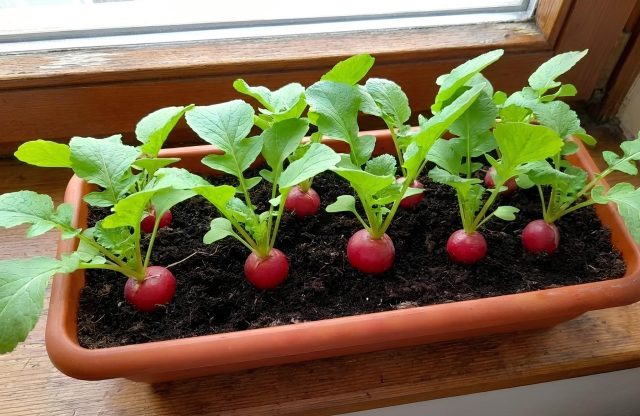 Раньше я мучила семена редиса марганцовкой и закалкой, но поняла: всё проще. Теперь делаю только отбраковку — заливаю водой на 10 минут и выбрасываю всё, что всплыло. Если семена старые, замачиваю на ночь, и урожай готов!