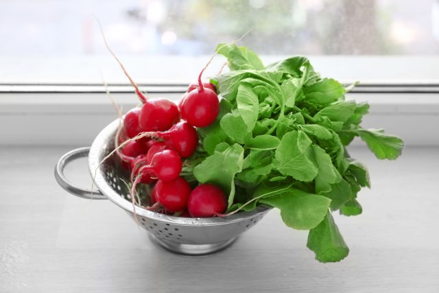 Редис зреет вразнобой, поэтому с 20-го дня я начинаю выборочный сбор. Ищу «плечики» в 2–3 см: если передержать, плоды станут жесткими и горькими. А когда убираешь самых крупных, у мелких соседей больше света и сил для роста!