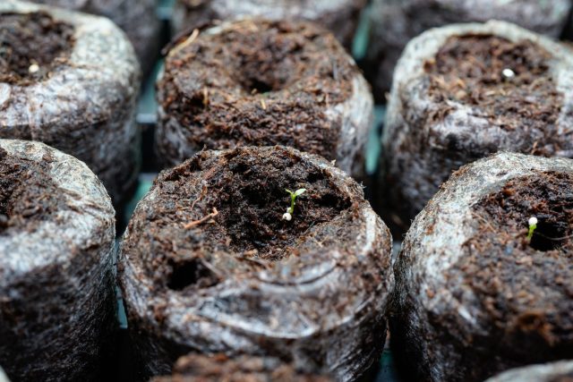 Эустома не терпит спешки: первые месяцы она почти не растёт, закладывая корни. Январский посев — единственный способ увидеть цветение летом, а не к осени, когда сезон уже заканчивается.