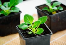 Какие цветы нужно посеять на рассаду в январе? Какие цветы нужно посеять на рассаду в январе?