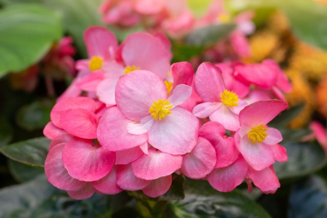 Бегонии ценят за стабильность: они цветут там, где другим растениям не хватает солнца. Ранний посев даёт компактные кусты и, у клубневых сортов, крупные клубни на хранение.