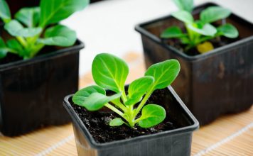 Какие цветы нужно посеять на рассаду в январе?