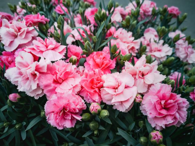 Гвоздика Шабо — цветок для терпеливых. Ей нужен длинный сезон, и январский посев — залог крупных, ароматных махровых цветов, которые раскрываются уже в начале лета.