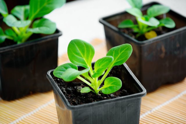 Какие цветы нужно посеять на рассаду в январе?