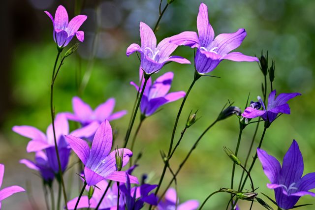 Компактный и аккуратный, колокольчик карпатский формирует плотные цветущие подушки. Ранний посев позволяет высадить уже развитые кустики для бордюров и альпийских горок.