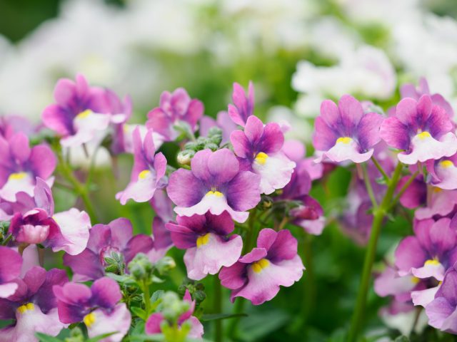 Немезия ценится за раннее и очень обильное цветение. Компактные кустики быстро превращаются в цветные облака и отлично подходят для балконных ящиков, кашпо и бордюров. Особенно хороша в прохладную весну и не боится перепадов температуры. Немезия ценится за раннее и очень обильное цветение. Компактные кустики быстро превращаются в цветные облака и отлично подходят для балконных ящиков, кашпо и бордюров. Особенно хороша в прохладную весну и не боится перепадов температуры.