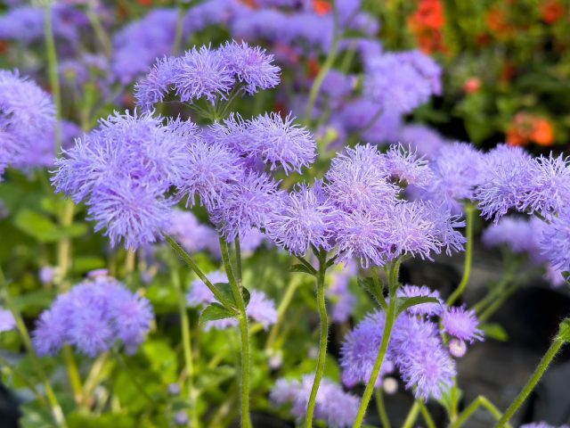 Агератум образует аккуратные кусты с пушистыми соцветиями. Отличный вариант для бордюров и переднего плана клумб. Цветёт непрерывно до осени и хорошо сохраняет декоративность даже в жаркую погоду. Агератум образует аккуратные кусты с пушистыми соцветиями. Отличный вариант для бордюров и переднего плана клумб. Цветёт непрерывно до осени и хорошо сохраняет декоративность даже в жаркую погоду.