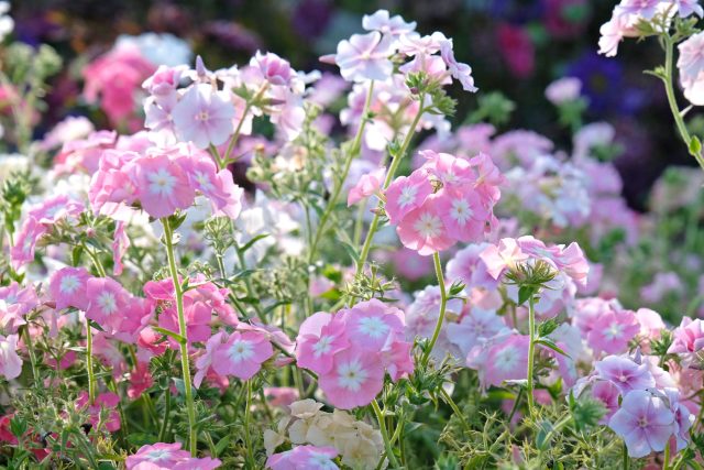 Флокс Друммонда радует яркими шапками цветков и компактной формой. Хорошо подходит для клумб и контейнеров. При раннем посеве зацветает уже в конце весны и цветёт до осени. Флокс Друммонда радует яркими шапками цветков и компактной формой. Хорошо подходит для клумб и контейнеров. При раннем посеве зацветает уже в конце весны и цветёт до осени.