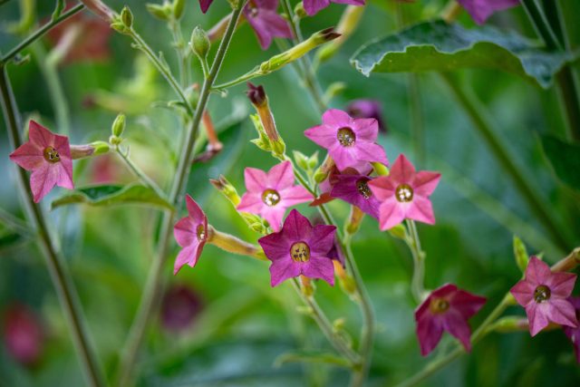 Табак душистый ценят за вечерний аромат и нежные цветки. Особенно хорош возле террас и зон отдыха. Быстро разрастается и создаёт атмосферу летнего сада с мягким ароматным фоном. Табак душистый ценят за вечерний аромат и нежные цветки. Особенно хорош возле террас и зон отдыха. Быстро разрастается и создаёт атмосферу летнего сада с мягким ароматным фоном.