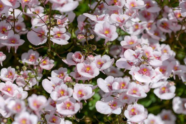 Диасция образует аккуратные каскады с десятками мелких цветков. Идеальный вариант для подвесных кашпо и контейнеров. Цветёт непрерывно, легко сочетается с другими летниками и сохраняет декоративность даже при прохладной погоде. Диасция образует аккуратные каскады с десятками мелких цветков. Идеальный вариант для подвесных кашпо и контейнеров. Цветёт непрерывно, легко сочетается с другими летниками и сохраняет декоративность даже при прохладной погоде.