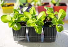 Какие цветы нужно посеять на рассаду в феврале? Какие цветы нужно посеять на рассаду в феврале?