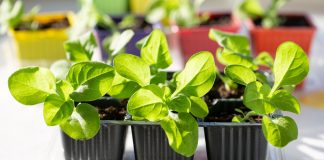 Какие цветы нужно посеять на рассаду в феврале?